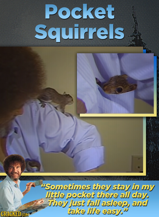 Pocket Squirrels Sometimes they stay in my little pocket there all day. They just fall asleep, and take Jife easy