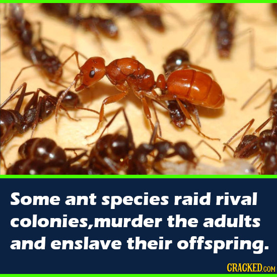 Some ant species raid rival colonies, murder the adults and enslave their offspring. CRACKED.COM