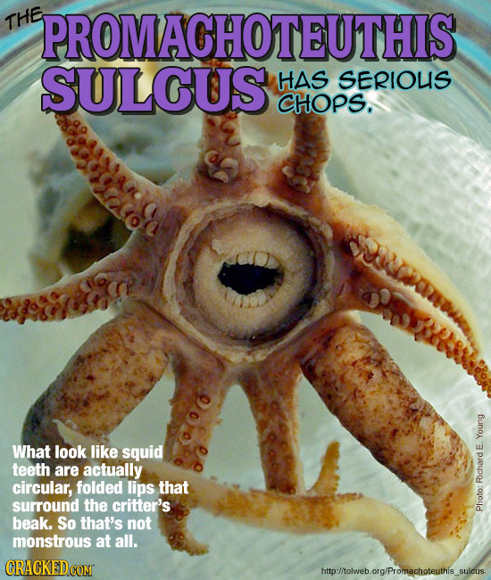THE PROMACHOTEUTHIS SULCUS HAS SERIOUS CHOPS. What look like squid Young teeth are actually circular, folded lips that Richard E. surround the critter