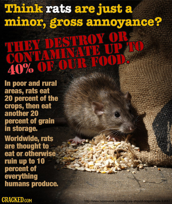 Think rats are just a minor, gross annoyance? OR THEY DESTROY UP TO CONTAMINATE 40% OF OUR FOOD. In poor and rural areas, rats eat 20 percent of the c
