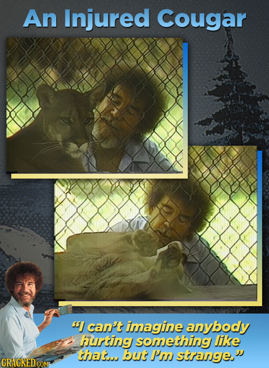 An Injured Cougar 5I can't imagine anybody hurting something like that... but Psn strange,