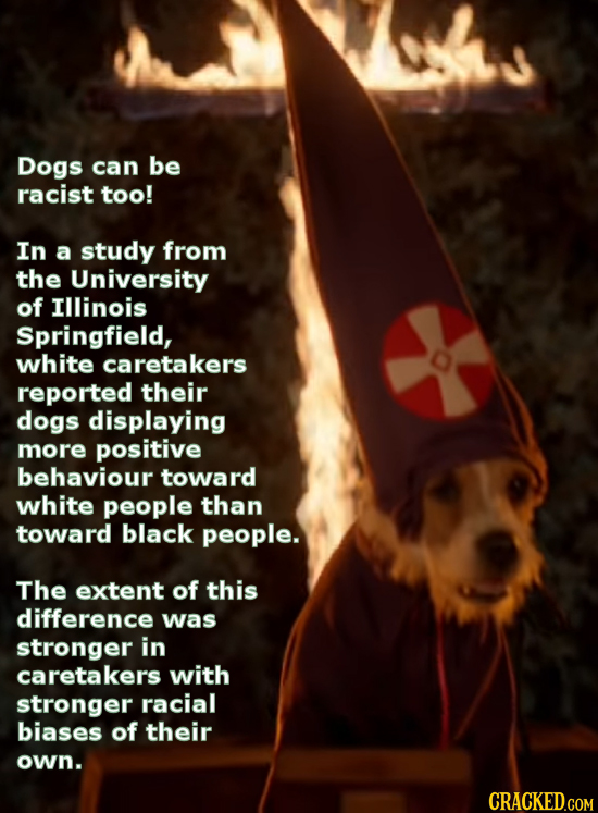 Dogs can be racist too! In a study from the University of Illinois Springfield, white caretakers reported their dogs displaying more positive behaviou