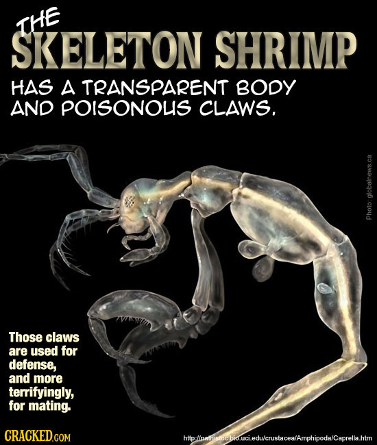 THE SKELETON SHRIMP HAS A TRANSPARENT BODY AND POISONOUS CLAWS. Photo: globalnews.ca Those claws are used for defense, and more terrifyingly, for mati