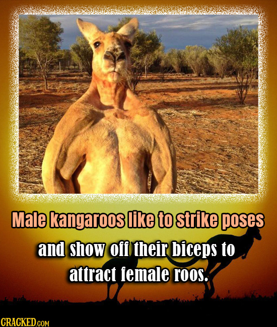 Male kangaroos like to strike poses and show ofl their biceps to attract emale roos. CRACKED.COM