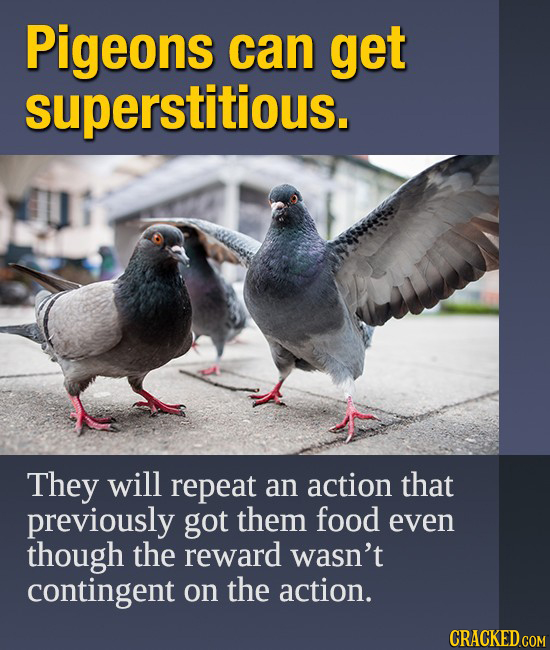 Pigeons can get superstitious. They will repeat an action that previously got them food even though the reward wasn't contingent on the action.