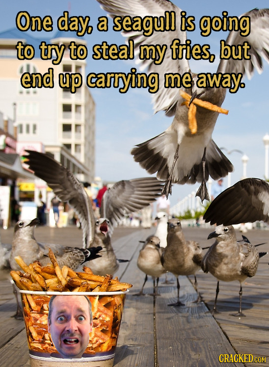 One day, a seagull is going to try to steal my fries, but end up carrying me away. CRACKED COM