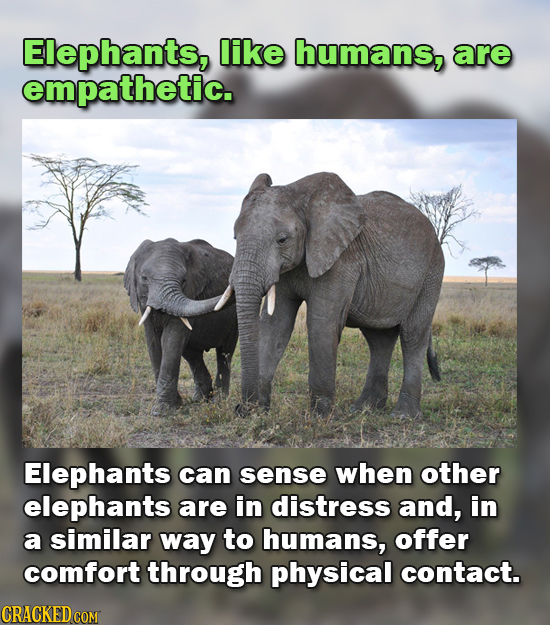 Elephants, like humans, are empathetic. Elephants can sense when other elephants are in distress and, in a similar way to humans, offer comfort throug