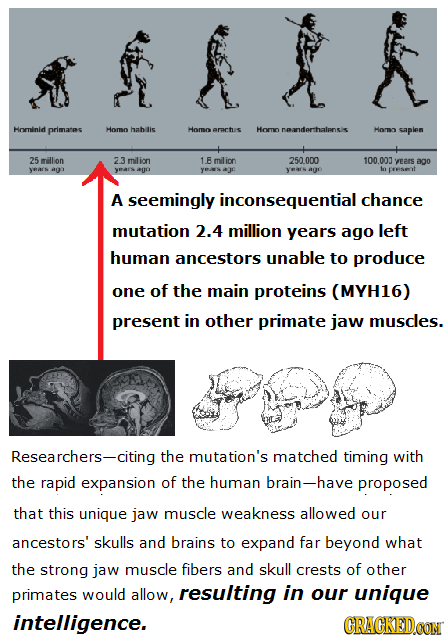 Hominid primates Homn hah Homo erortus Hocn neanderthalpns Homa saplen 25 million 2.3 milion 1.8 milion 250.000 100.003 VEErs ago VEArN A 400 ears aE