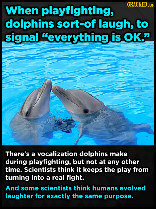 CRACKEDCON When playfighting, dolphins sort-of laugh, to signal everything is OK. There's a vocalization dolphins make during playfighting, but not