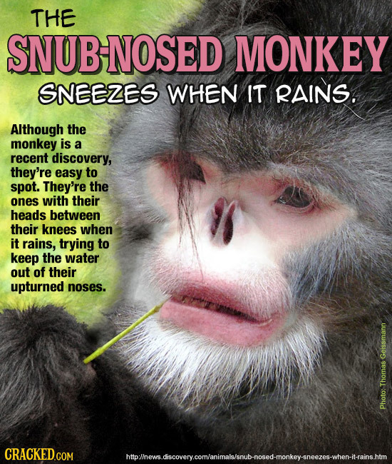 THE SNUBNOSED MONKEY SNEEZES WHEN IT RAINS. Although the monkey is a recent discovery, they're easy to spot. They're the ones with their heads between