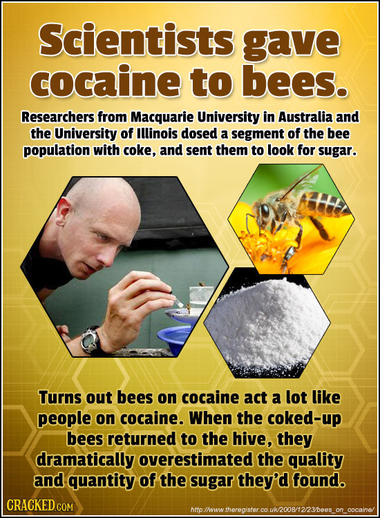 Scientists gave cocaine to bees. Researchers from Macquarie University in Australia and the University of Illinois dosed a segment of the bee populati