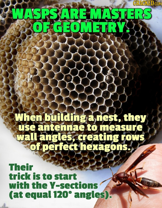 GRACKED CON WASPS ARE MASTERS OF GEOMETRY. When building a nest, they use antennae to measure wall angles, creating rows of perfect hexagons. Their tr