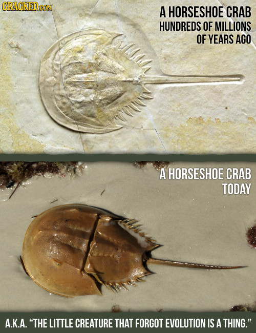 A HORSESHOE CRAB HUNDREDS OF MILLIONS OF YEARS AGO A HORSESHOE CRAB TODAY A.K.A. THE LITTLE CREATURE THAT FORGOT EVOLUTION IS A THING.