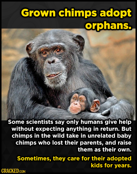 Grown chimps adopt orphans. Some scientists say only humans give help without expecting anything in return. But chimps in the wild take in unrelated b