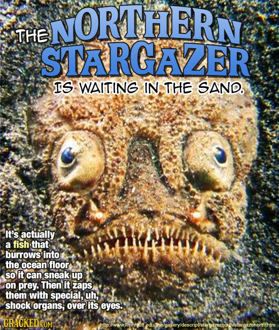NORTHERN THE STARGAZER IS WAITING IN THE SAND, It's actually a fish that burrows into the ocean floor SO it can sneak up on prey. Then it zaps them wi