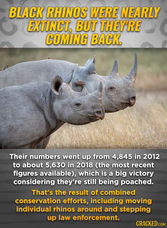 BLACK RHINOS WERE NEARLY EXTINCT, BUT THEY'RE COMING BACK. Their numbers went up from 4,845 in 2012 to about 5,630 in 2018 (the most recent figures av