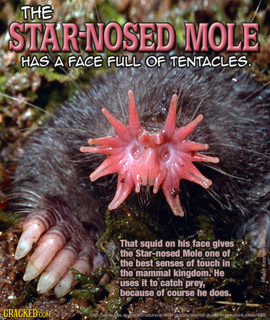 THE STARNOSED MOLE HAS A FACE FULL OF TENTACLES. That squid on his face gives the Star-nosed Mole one of C the best senses of touch in the mammal king