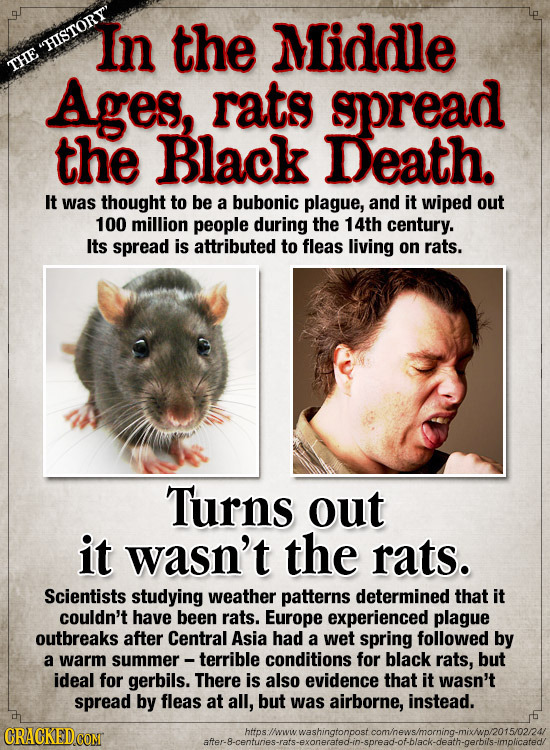 In the Middle HISTORY' THE Ages, rats spread the Black Death. It was thought to be a bubonic plague, and it wiped out 100 million people during the 1
