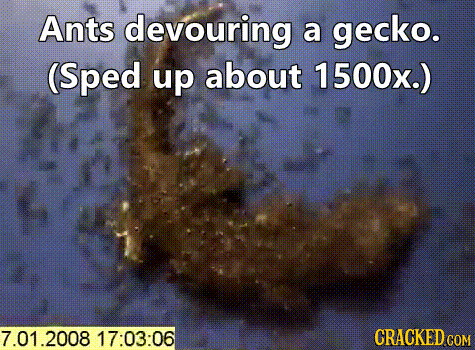 10 Sped-Up GIFs That Turn Normal Stuff Horrifyingly Awesome