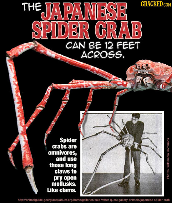 THE JAPANESE CRACKED.COM SPIDER CRAB CAN BE 12 FEET ACROSS. Spider crabs are omnivores, Commons and use those long claws to Wikimedia pry open mollusk
