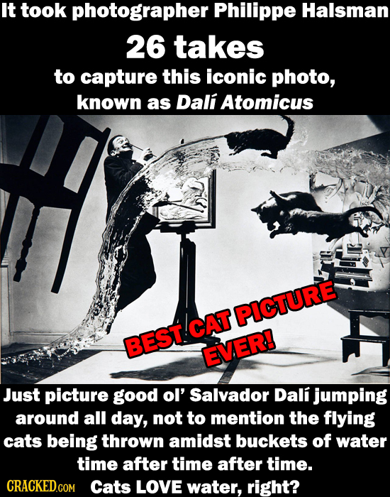 It took photographer Philippe Halsman 26 takes to capture this iconic photo, known as Dali Atomicus PICTURE CAT BEST EVER! Just picture good ol' Salva