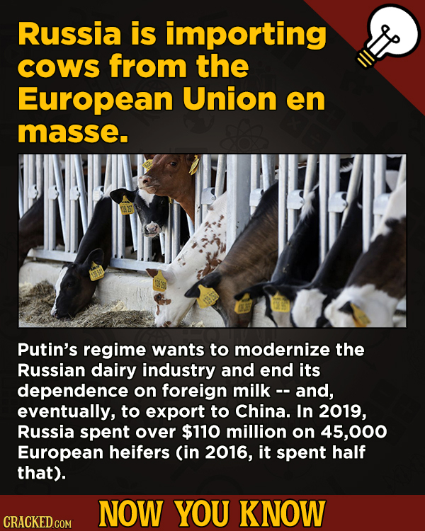 Now You Know! 13 Facts About Movies And General Trivia To Un-Bore You - Russia is importing COWS from the European Union en masse.