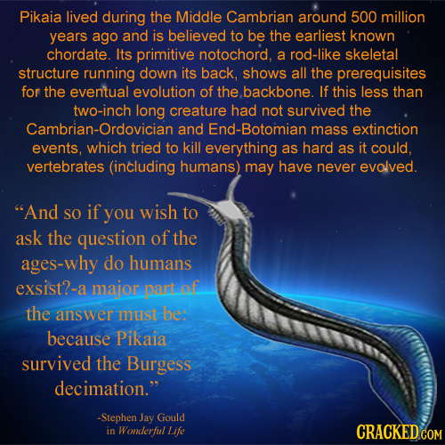 Pikaia lived during the Middle Cambrian around 500 million years ago and is believed to be the earliest known chordate. Its primitive notochord, a rod