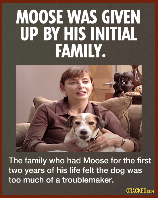 MOOSE WAS GIVEN UP BY HIS INITIAL FAMILY. The family who had Moose for the first two years of his life felt the dog was too much of a troublemaker. CR