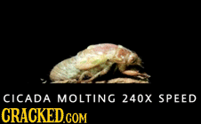 10 Sped-Up GIFs That Turn Normal Stuff Horrifyingly Awesome