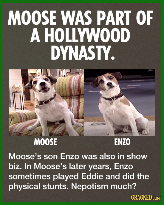 MOOSE WAS PART OF A HOLLYWOOD DYNASTY. MOOSE ENZO Moose's son Enzo was also in show biz. In Moose's later years, Enzo sometimes played Eddie and did t