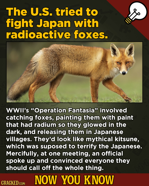 Now You Know! 13 Facts About Movies And General Trivia To Un-Bore You - The U.S. tried to fight Japan with radioactive foxes.