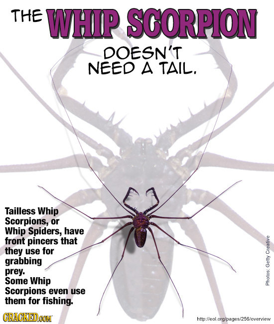 THE WHIP SCORPION DOESN'T NEED A TAIL. Tailless Whip Scorpions, or Whip Spiders, have front pincers that they use for grabbing Creative prey. Getty So
