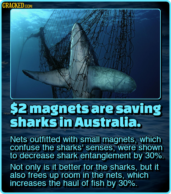 CRACKEDG COM $2 magnets are saving sharks in Australia. Nets outfitted with small magnets, which confuse the sharks' senses, were shown to decrease sh
