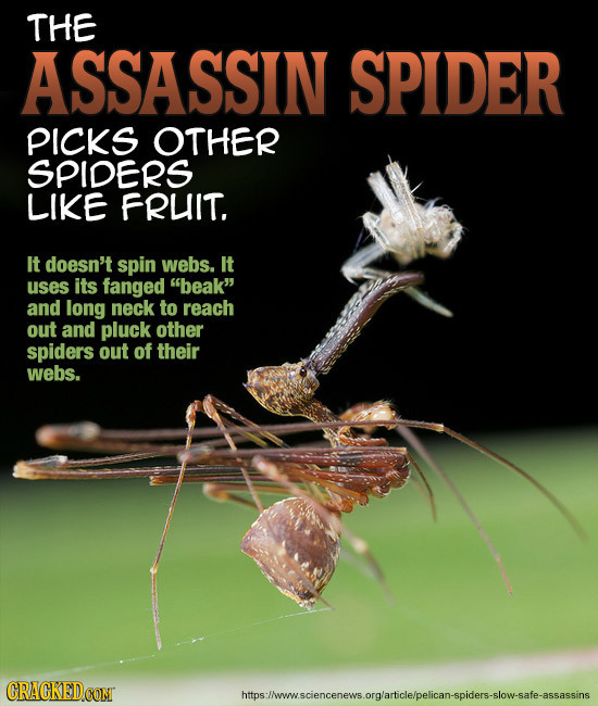 THE ASSASSIN SPIDER PIcks OTHER SPIDERS LIKE FRUIT. It doesn't spin webs. It uses its fanged beak and long neck to reach out and pluck other spiders