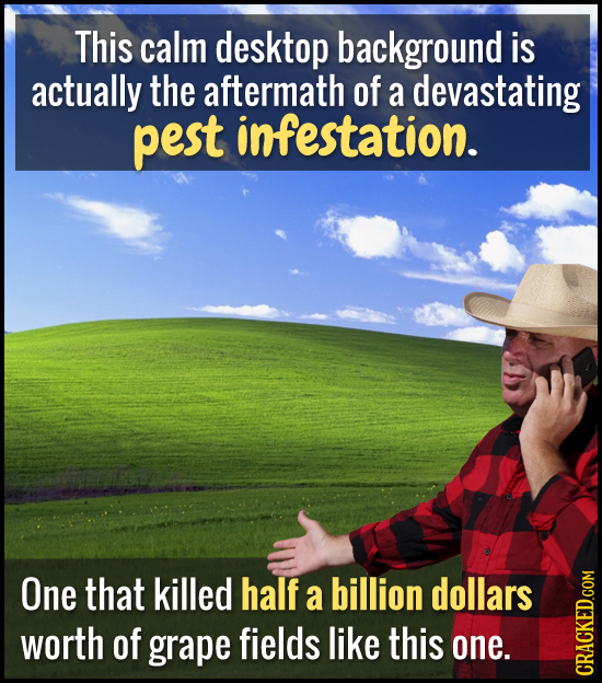 This calm desktop background is actually the aftermath of a devastating pest infestation. One that killed half a billion dollars worth of grape fields