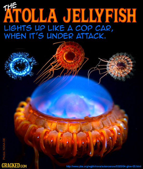 24 Terrifying Real-World Monsters You Won't Believe Exist