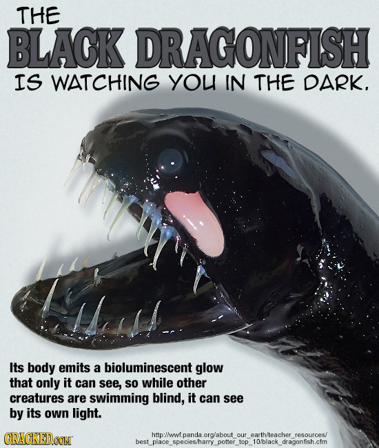 THE BLACK DRAGONFISH IS WATCHING YOL IN THE DARK, Msll Its body emits a bioluminescent glow that only it can see, SO while other creatures are swimmin