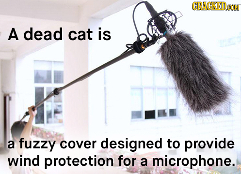 CRACKEDeG OON A dead cat is a fuzzy cover designed to provide wind protection for a microphone.