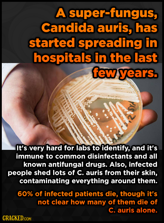 A super-fungus, Candida auris, has started spreading in hospitals in the last few years. It's very hard for labs to identify, and it's immune to commo