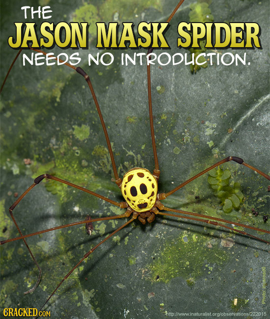 THE JASON MASK SPIDER NEEDS NO INTRODUCTION. CRACKED COM Photo:inearoado http:!www.inaturalist.orglobservations/222015 