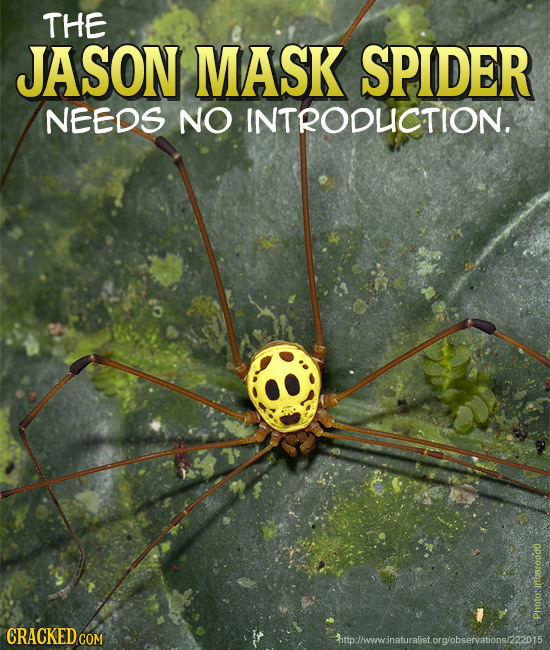 THE JASON MASK SPIDER NEEDS NO INTRODUCTION. CRACKED COM Photo:inearoado http:!www.inaturalist.orglobservations/222015