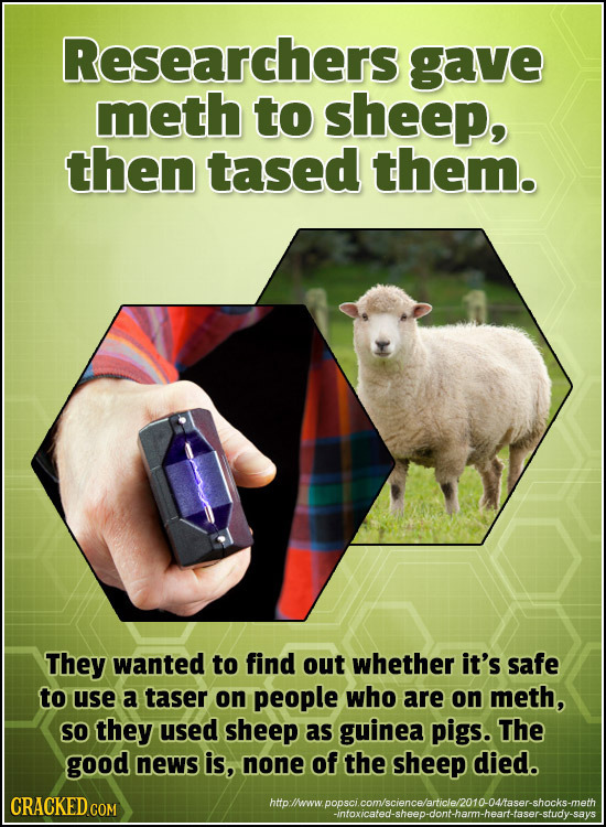 Researchers gave meth to sheep, then tased them. They wanted to find out whether it's safe to use a taser on people who are on meth, SO they used shee