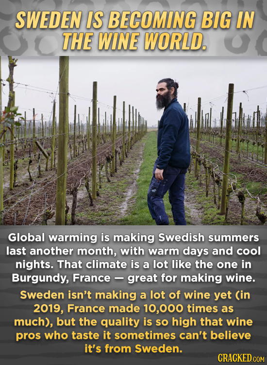 SWEDEN IS BECOMING BIG IN THE WINE WORLD. Global warming is making Swedish summers last another month, with warm days and cool nights. That climate is