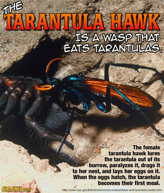 THE TARANTULA HAWK IS A WASP THAT EATS TARANTULAS. The female tarantula hawk lures the tarantula out of its burrow, paralyzes it, drags it to her nest