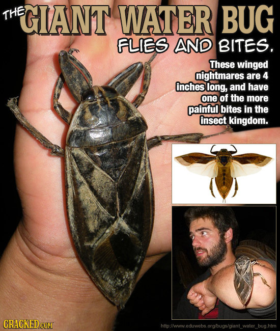 THE GIANT WATER BUG FLIES AND BITES. These winged nightmares are 4 inches long, and have one of the more painful bites in the insect kingdom. http:!ww