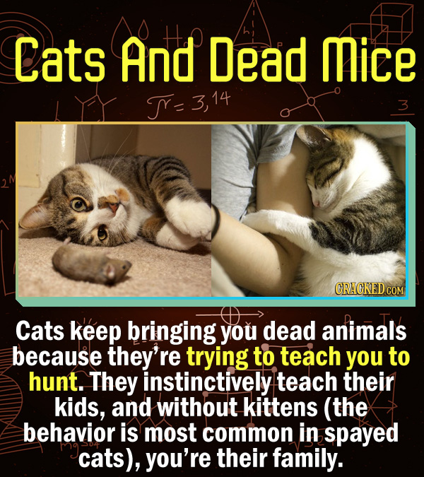 15 Scientific Explanations For Dumb Everyday Problems - Cats keep bringing you dead animals because they’re trying to teach you to hunt. They instinct