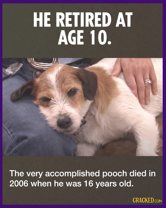 HE RETIRED AT AGE 10. The very accomplished pooch died in 2006 when he was 16 years old. CRACKED.COM