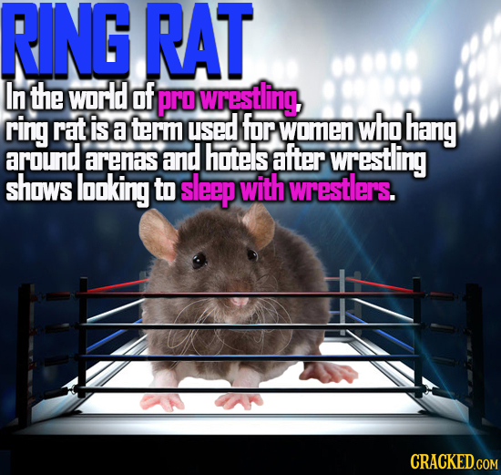 RING RAT In the world of Pro wrestling ring rat is who a term used for women hang around arenas and hotels after wTestling shows looking to sleep with
