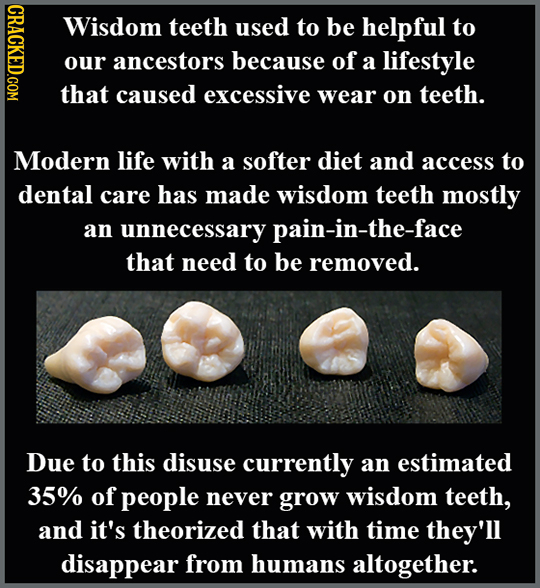 DAOT Wisdom teeth used to be helpful to our ancestors because of a lifestyle that caused excessive wear on teeth. Modern life with a softer diet and a