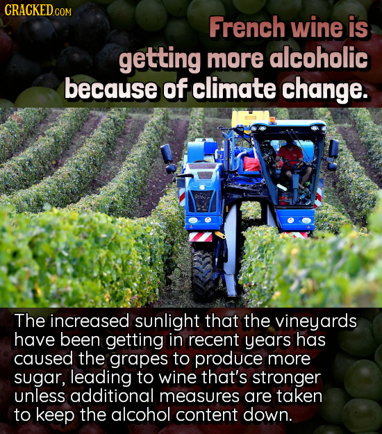 CRACKEDco COM French wine is getting more alcoholic because of climate change. The increased sunlight that the vineyards have been getting in recent y